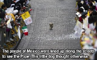 Little Dog Pope