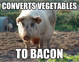 Converters Bacon