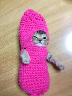 Cat Sock