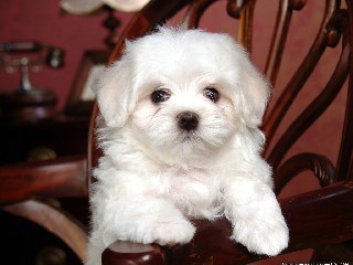 white baby dog