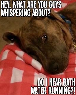 Whisper Dog Bath