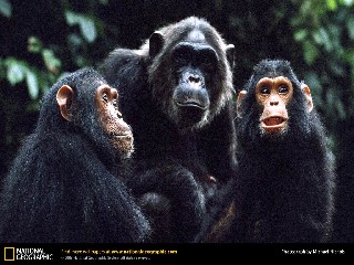 chimp fifi babies