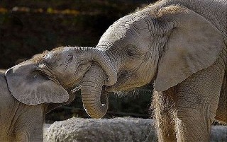 love baby  elephant  74