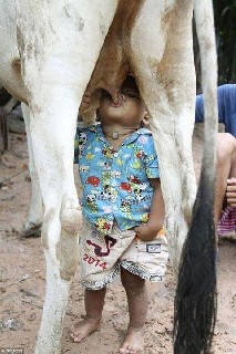 cow is feeding to baby