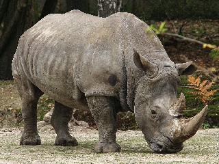 southern white rhinoceros  botswana  south africa