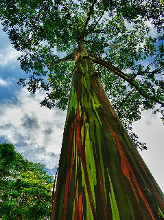 Rainblow Eucalyptus in Kauai hawaii