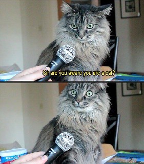 Cat Interview