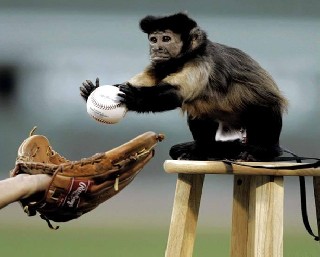 Any Trained Monkey