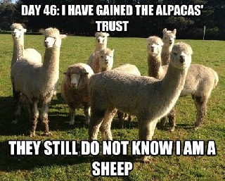 Sheep Trust