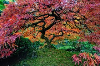 Beautiful Japanese Maple in Portland oregon