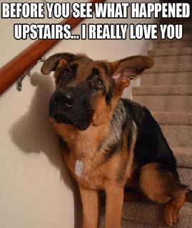 Dog Upstairs