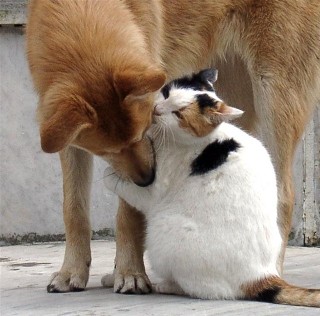 kissing dog and cat 7139914142