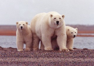 Polar Bear Family LG