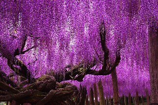 144 Year Old Wisteria in Japan