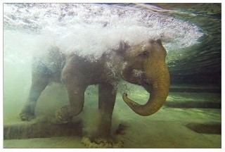 swimwear elephant   7632461930