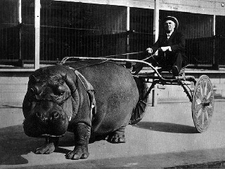 Circus Hippo Pulling a cart 1924 Historical Pics