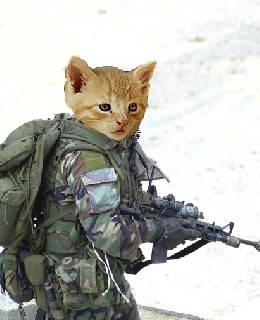 Cat soldier