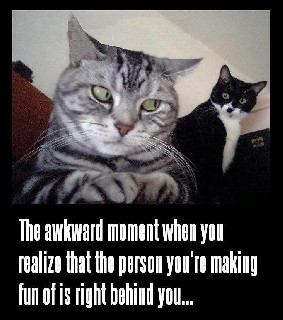 Awkward Moment Cat