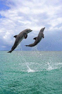 Awesome Photo of a Twin Dolphin Jump off the Coast of Florida USA