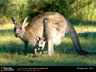 gray kangaroo