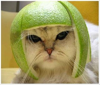 cat melon cap