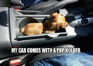 Pup Holder