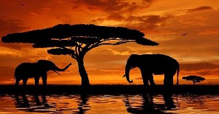 Sunset Elephant1
