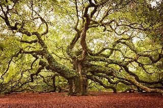 Angel Oak in Johns in South Carolina