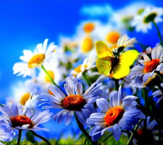 Beautiful Flowers 9898