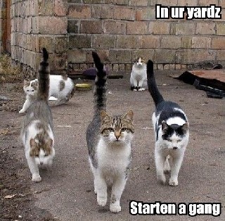 Funny Gang Pic