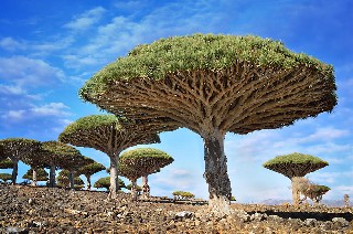 Dragonblood Trees  Yemen