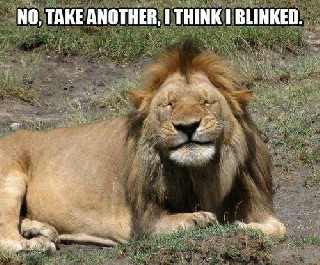 Blinked Lion