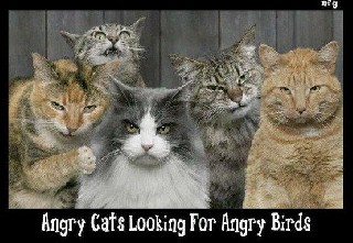 Angry Birds Cats