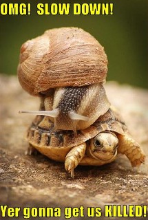 Funny pictures snail is on turtle
