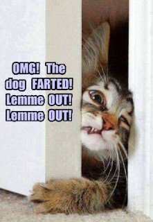 Cat Farts