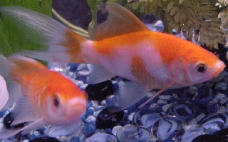 goldfish shubunkin big mine