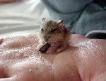 very small rat