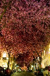 Blooming cherry Trees in Bonn Germany