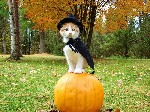 Halloween Cat Image