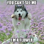 Dog Flower