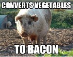 Converters Bacon