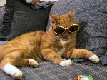 one cool cat