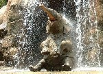 happy  elephant