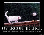Over confidence eagle cat