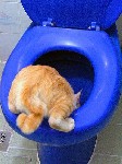 toylat wash cat
