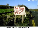 Cross Cattle