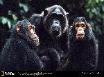 chimp fifi babies