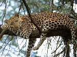 cat nap leopard africa