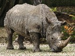 southern white rhinoceros  botswana  south africa