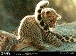 leopard baby